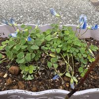 ブルークローバー,ブルークローバー,モミジバフウの実,モミジバフウの実,街路樹の画像