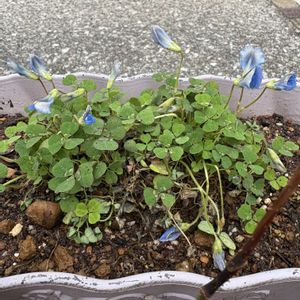 ブルークローバー,ブルークローバー,モミジバフウの実,モミジバフウの実,街路樹の画像