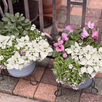 アリッサム,ラミウム,パンジー　キューティーハート,パンジー　アルバルーチェ,花日和オリジナルパンジー「アルバルーチェ」の画像