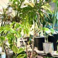 アンスリウム,シェフレラ,ストレリチア,モンステラ,ストレリチア オーガスタの画像