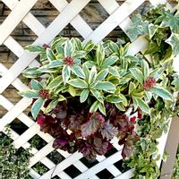 スキミア,スキミア,スキミア　マジックマルロー,スキミア　マジックマルロー,寄せ植えの画像