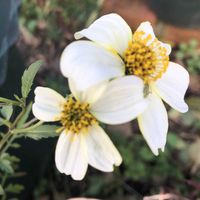 ウインターコスモス,花のある暮らし,植中毒,小さい庭の画像