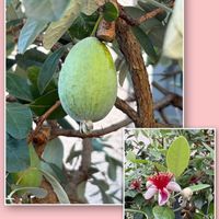 ナンテン,フェイジョア,レモン,レモン,南天の画像