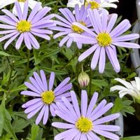 ブラキカム,オーストラリア,キク科,さんぽの画像