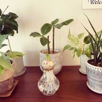 ヒヤシンス,ポトス,ゴムの木,コーヒーの木,観葉植物達の画像