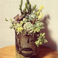 リメイク缶,多肉寄せ植え,100均雑貨の画像