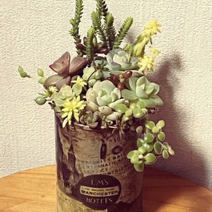 リメイク缶,多肉寄せ植え,100均雑貨の画像