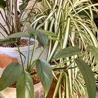 アボカド,ドラセナ,オオタニワタリ,ディフェンバキア,エピプレナム　ピナツム　セブブルーの画像