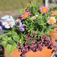 クローバー,クローバー,マーガレット,寄せ植え,花のある暮らしの画像