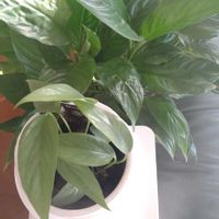 スパティフィラム,エピプレナム　ピナツム　セブブルー,観葉植物,モニター,Green Snap STOREの画像