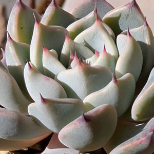 エケベリア,沙羅姫牡丹,沙羅姫牡丹,多肉植物,多肉棚の画像