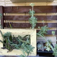 七宝樹,繋がりに感謝✨,バラと夢CLUB,あばれ七宝樹の画像