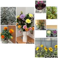 ヒマワリ,ベニバナ,ツルウメモドキ,リハビリの病院にて,リハビリの道中の画像