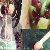 アボカド,植物のある暮らし,植中毒,でけたしこ園芸,その他部屋の画像