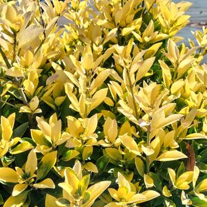 ロウバイ,コナラ,ナツツバキ,オウゴンマサキ,お多福ナンテンの画像