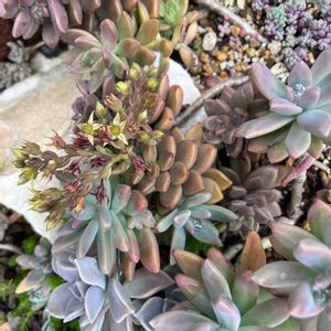 多肉植物いろいろ, ブロンズ姫,屋外放置多肉,多肉植物,多肉寄せ植えの画像