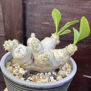 パキポディウム,恵比寿笑い,パキポディウム・恵比寿笑い,多肉植物,塊根植物の画像