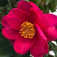 サザンカ,パンジー,吉祥草,甘夏の実,冬の花の画像