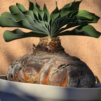 サボテン,ハエマンサス,玉ねぎ,塊根植物,トゲトゲの画像