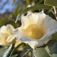 ガマズミ,つばき,野鳥(コゲラ),公園歩きの画像
