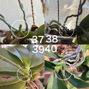 コチョウラン,胡蝶蘭,Phal.Mio,ブルージーン,Phal. Blue Geneの画像