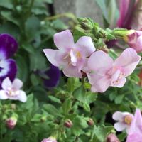 バコパ,寄せ植え,小花,チーム新潟の画像