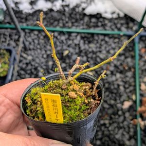 瑠璃びょうたん,盆栽,ミニ盆栽,盆栽苗木,まめ盆栽の画像