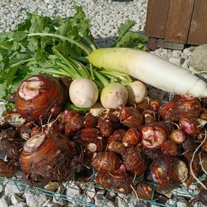 大根,里芋,小蕪,無農薬野菜,自宅の畑の画像