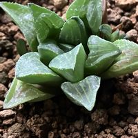 ハオルチア,ハオルチア レツーサ,ガーデニング,キュンキュン乙女倶楽部,富山支部の画像