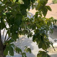 カクレミノの画像