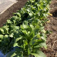 ラディッシュ,カブ,カツオ菜,秋冬野菜畑,家庭菜園の画像