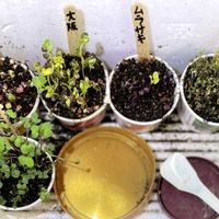 ブロッコリースプラウト,バルコニー,ルビーカイワレ大根栽培,紫カイワレ大根栽培,大阪四十日大根カイワレ栽培の画像