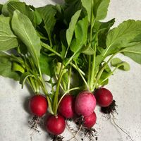 ルッコラ,ラディッシュ,ラディッシュ,スナップエンドウ,おうち園芸の画像