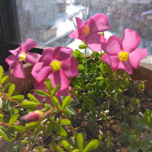 オキザリス,コダカラソウ,皇帝ダリア,挿し木,晴れ☀の画像