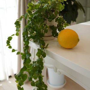 コーヒーの木,プミラ,レモンの実,観葉植物,鉢植えの画像