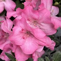 アザレアの画像