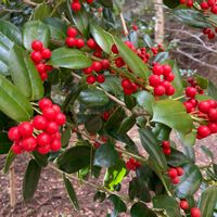 クリスマスホーリーの画像