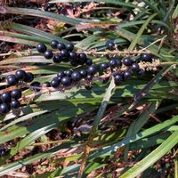 ヤブランの画像