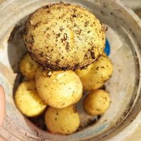 ジャガイモ,家庭菜園の画像