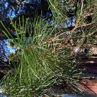 コウヤマキの画像