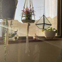 チランジア,グリーンネックレス,まりも,イオナンタ,アスプレニウムの画像