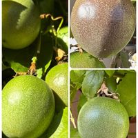 パッションフルーツ,温州みかん,うりぼう,床の間,キュンキュン乙女倶楽部の画像