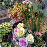 エリカ,カレックス,ツバキ,バコパ,ビオラの画像