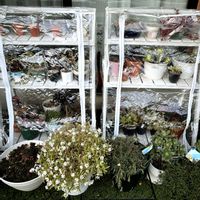 クレマチス,黒法師,夕映え,夕映え,薄化粧の画像