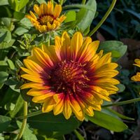 ガイラルディア,公園散歩,今日のお散歩,歩くの大好き♡の画像