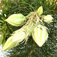 セルリア,セルリア,セルリア,セルリア,セルリア ブラッシングブライドの画像