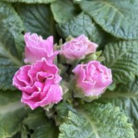 アスパラ,プリムラ　ジュリアン,アスパラガス,プリムラジュリアンばら咲き,プリムラジュリアンばら咲きの画像