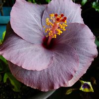 キウイ,ハイビスカス,キウイジャム,トレニア・イエロームーン,ハイビスカス　ケイトの画像