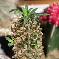 ソテツキリン,銀手毬,蘇鉄麒麟,八重咲き金魚草,ロウバイ(蝋梅)の画像