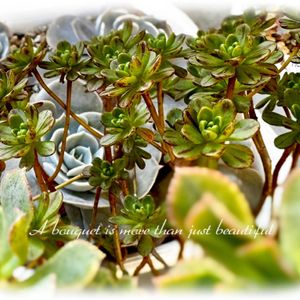 小人の花束,多肉植物,多肉大好き,アエオニウム属,放置栽培の画像